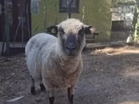 كبش, Shroshire sheep — الصورة 1