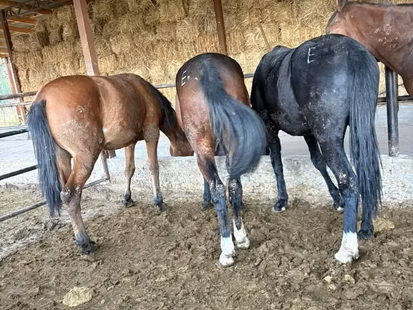 Faras, Horse breed