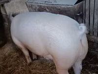 Boar — photo 2