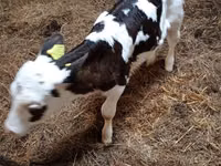 Ng'ombe jike, Russian Black pied cattle — picha 4