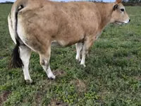 公牛, Partenaise cattle — 照片 4