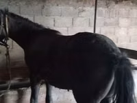 Caballo, Caballos — foto 2