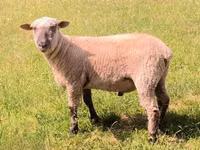 كبش, Shroshire sheep — الصورة 2