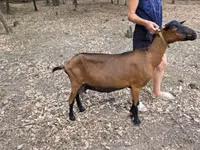 Ziege, Alpine goat — Foto 2