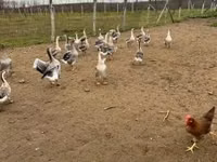 Geese — फ़ोटो 2
