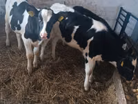 母牛, Russian Black pied cattle — 照片 2