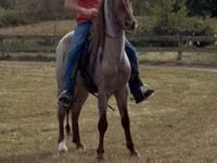 公马, Rocky Mountain Horse — 照片 5
