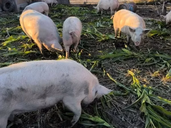 Säue, Schweine