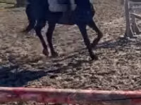 公马, Hungarian horse breed — 照片 1