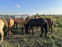 马匹（批次，未指定性别）, New Altai Horse — 照片 7