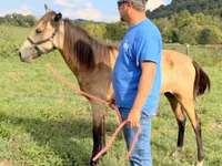 母马, Rocky Mountain Horse — 照片 6