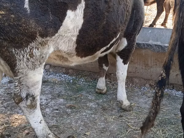 Cow, Simmental cattle