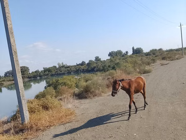 Конь, Азербайджанская лошадь