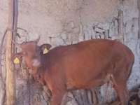 母牛, Cattle — 照片 4