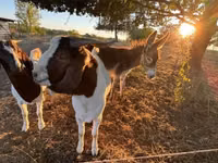 Goat, Boer goat — photo 3
