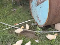 Geese — photo 2