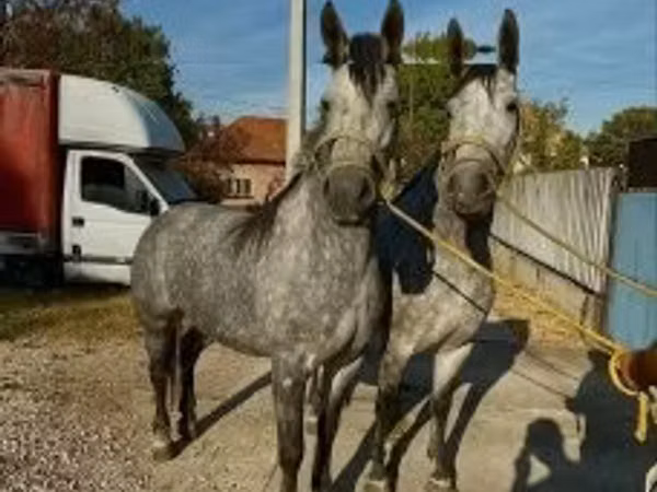 Mare, Lipizzaner