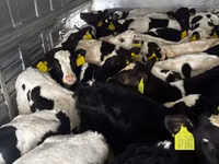 Ng'ombe dume, Simmental cattle — picha 2