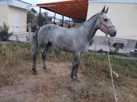 公马, Thoroughbred horse — 照片 2
