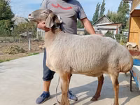 نعجة, Arashan sheep — الصورة 1