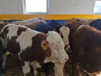 Bulle, Simmental cattle — Foto 3