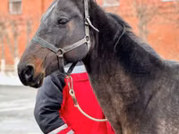 Mare, Akhal-Teke — photo 1