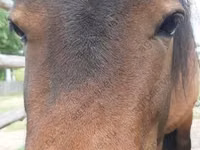 فرس, American shetland pony — الصورة 1