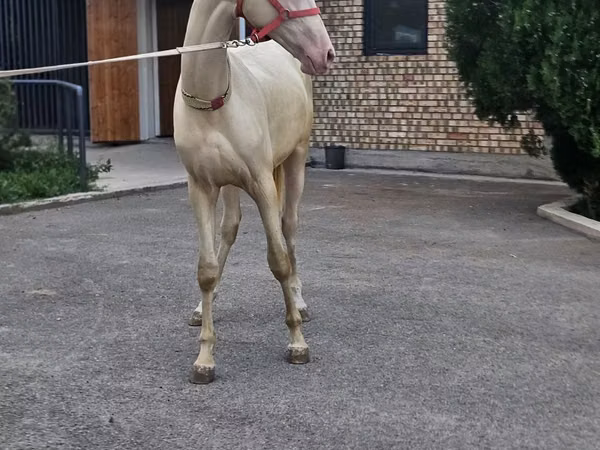 Horse (M), Akhal-Teke