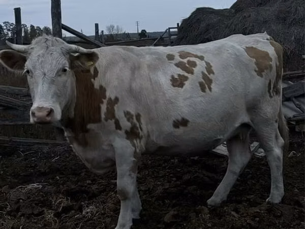 Ng'ombe jike, Simmental cattle