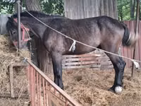 Horse (M), Horses — photo 2