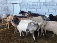 भेड़, Beulah Speckled face sheep — फ़ोटो 4