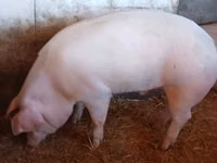 Boar, Pigs — photo 3