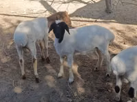 मेढ़ा, भेड़ — फ़ोटो 1