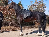 حصان, French Trotter — الصورة 6