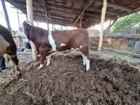 Dibi, Simmental cattle — sawirka 1