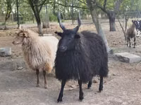 Sheep, Racka sheep — photo 3