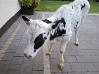 بقرة, Russian Black pied cattle — الصورة 1