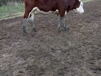 Ng'ombe jike, Simmental cattle — picha 1