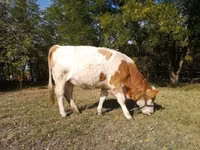 Vaca, Raza gris húngara — foto 3