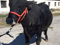 Cow, Cattle — photo 7