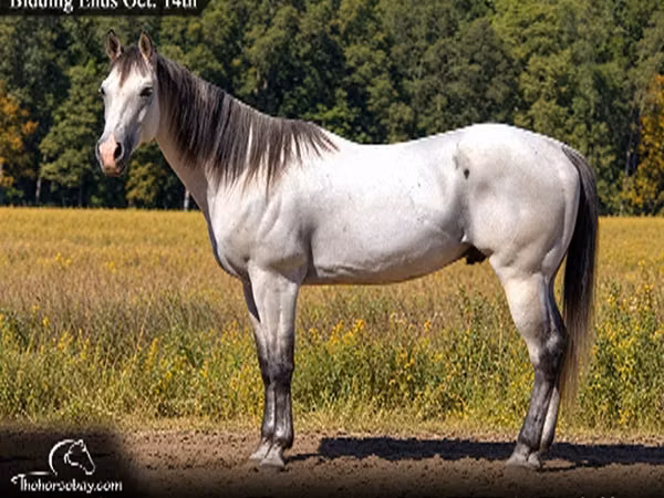 Horse (M), Quarter Horse