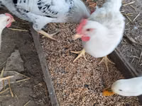 Chickens — 照片 1
