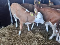 Toro, Simmental cattle — foto 3