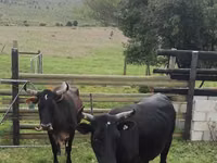Kuh, Nguni cattle — Foto 3