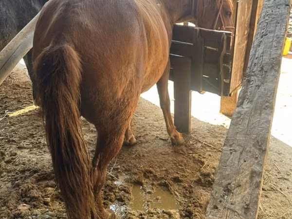 Faras dhaddig, Horses