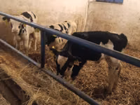 Toro, Russian Black pied cattle — foto 3