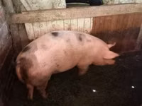 Sow, Pigs — photo 1
