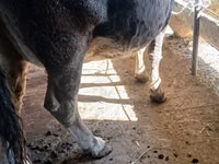 Cow, Alatau breed — photo 3