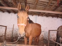 Hengst, Manipuri pony — Foto 1