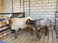 母羊, Sheep — 照片 1